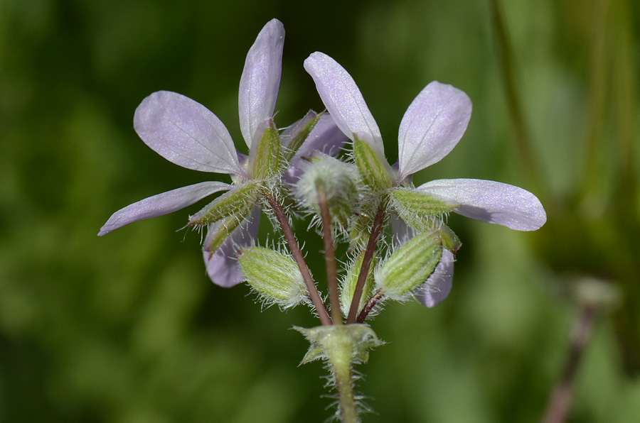 Erodium cicutarium / Becco di Gr comune